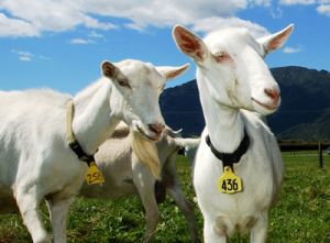 Das Besondere an der Ziegenmilch für Bambinchen