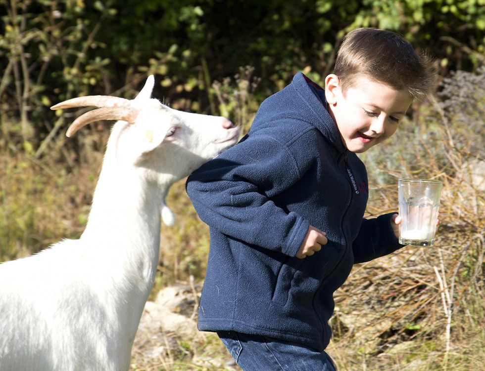 Ziegenmilch ist gesund