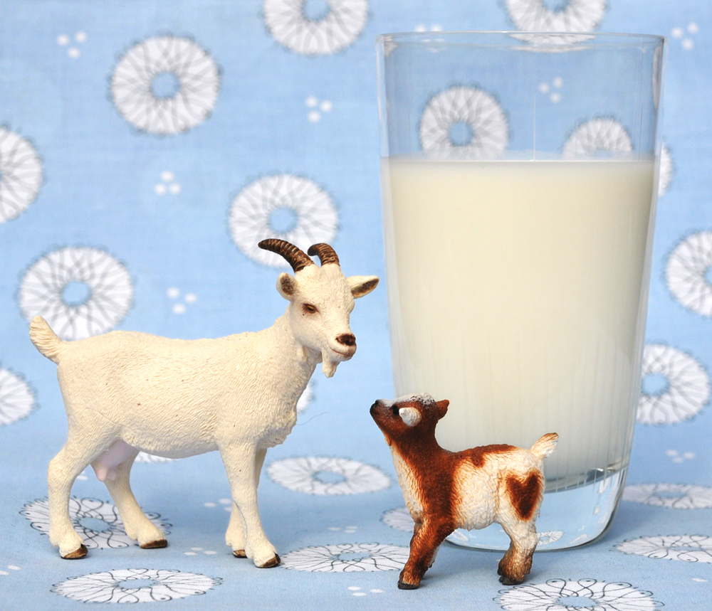 Schmeckt Ziegenmilch nach Ziege?